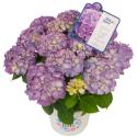 Hydrangea Macrophylla "Diva Fiore Violet"® boerenhortensia