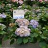 Hydrangea Macrophylla "Kanmara de Beauty Lila"® boerenhortensia