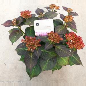 Hydrangea Macrophylla "Kanmara De Beauty Rozé"® boerenhortensia