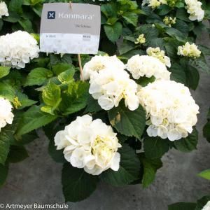 Hydrangea Macrophylla "Kanmara De Beauty White"® boerenhortensia