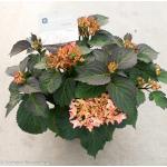 Hydrangea Macrophylla "Kanmara De Beauty Champagne"® boerenhortensia