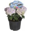 Hydrangea Macrophylla "Double Flowers Blue"® boerenhortensia