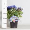 Hydrangea Macrophylla "Double Flowers Blue"® boerenhortensia