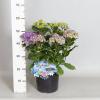 Hydrangea Macrophylla "Double Flowers Blue"® boerenhortensia