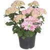 Hydrangea Macrophylla "Double Flowers Pink"® boerenhortensia