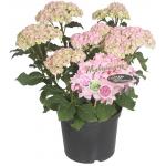 Hydrangea Macrophylla "Double Flowers Pink"® boerenhortensia