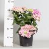 Hydrangea Macrophylla "Double Flowers Pink"® boerenhortensia