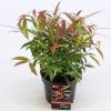 Druifheide (Leucothoe keiskei “Burning Love” PBR) heester