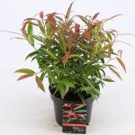 Druifheide (Leucothoe keiskei “Burning Love” PBR) heester