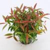 Druifheide (Leucothoe keiskei “Burning Love” PBR) heester