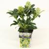 Skimmia (Skimmia Japonica “Fragrant Cloud”) heester