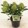 Skimmia (Skimmia Japonica “Fragrant Cloud”) heester