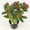 Skimmia (Skimmia Japonica “Fragrant Cloud”) heester