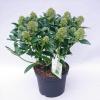 Skimmia (Skimmia Japonica “Fragrant Cloud”) heester