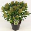 Skimmia (Skimmia Japonica “Fragrant Cloud”) heester