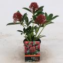 Skimmia (Skimmia Japonica “Pink Dwarf”®) heester