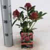 Skimmia (Skimmia Japonica “Pink Dwarf”®) heester