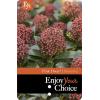 Skimmia (Skimmia Japonica “Pink Dwarf”®) heester