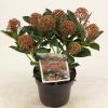 Skimmia (Skimmia Japonica “Pink Dwarf”®) heester