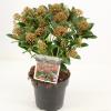 Skimmia (Skimmia Japonica “Pink Dwarf”®) heester