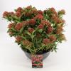 Skimmia (Skimmia Japonica “Pink Dwarf”®) heester