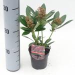 Skimmia (Skimmia Japonica “Rubesta”®) heester