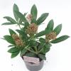 Skimmia (Skimmia Japonica “Rubesta”®) heester