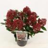 Skimmia (Skimmia Japonica “Rubesta”®) heester