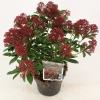 Skimmia (Skimmia Japonica “Rubesta”®) heester