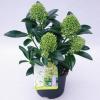 Skimmia (Skimmia Japonica “White Globe”®) heester