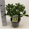 Skimmia (Skimmia Japonica “White Globe”®) heester