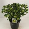 Skimmia (Skimmia Japonica “White Globe”®) heester