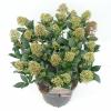 Skimmia (Skimmia Japonica “Wanto”) heester