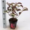 Sneeuwbal (Viburnum “Le Bois Marquis”®) heester