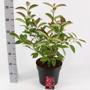 Sneeuwbal (Viburnum “Le Bois Marquis”®) heester - 40-50 cm (7) - 6 stuks