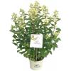 Hydrangea Paniculata "Butterfly"® pluimhortensia