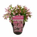 Weigela Florida Pink Poppet