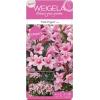 Weigela Florida Pink Poppet