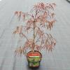 Japanse esdoorn (Acer palmatum "Enkan") heester