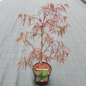 Japanse esdoorn (Acer palmatum "Enkan") heester