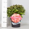 Hydrangea Macrophylla Classic® "Selma"® boerenhortensia
