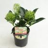 Skimmia (Skimmia Japonica “Marlot”) heester