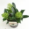 Skimmia (Skimmia Japonica “Marlot”) heester