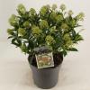 Skimmia (Skimmia Japonica “Marlot”) heester