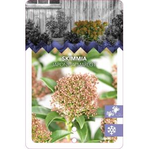 Skimmia (Skimmia Japonica “Marlot”) heester - 25-30 cm (C10) - 5 stuks
