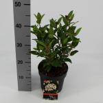 Sneeuwbal (Viburnum tinus “Ladybird”®) heester