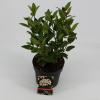 Sneeuwbal (Viburnum tinus “Ladybird”®) heester