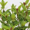 Sneeuwbal (Viburnum tinus “Ladybird”®) heester