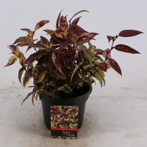 Druifheide (Leucothoe walteri “Rainbow”) heester