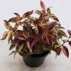 Druifheide (Leucothoe walteri “Rainbow”) heester